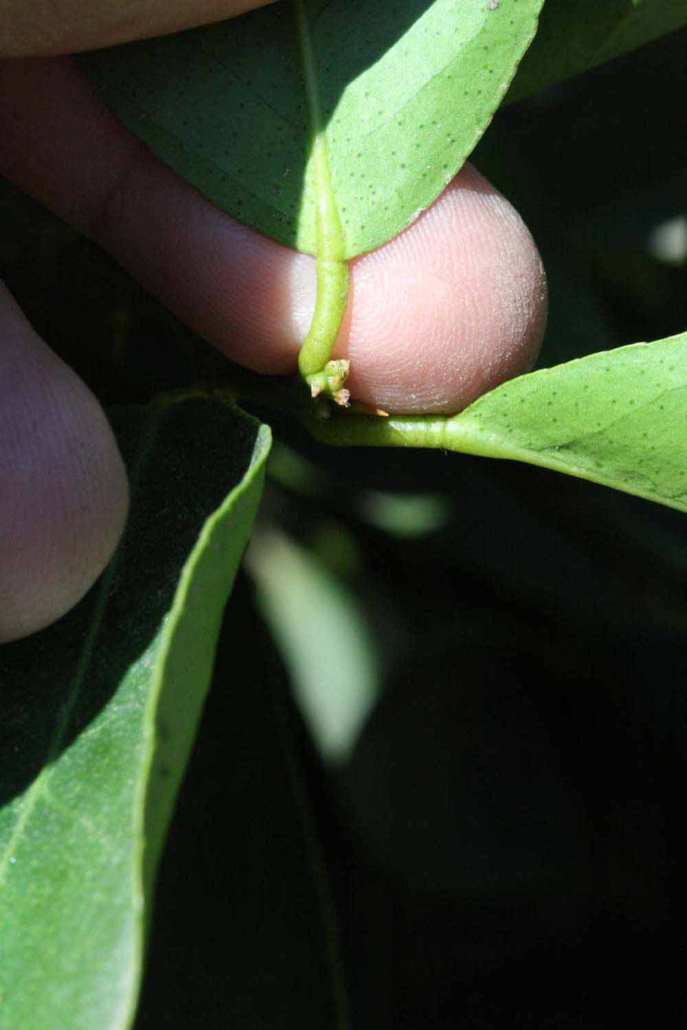              Petiole (Riverside, CA)       